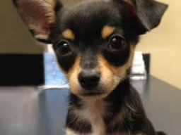 mini_chisoxy_1_20220428_1354603000